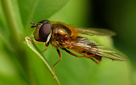 Hoverfly (Male, Eristalis arbustorum)